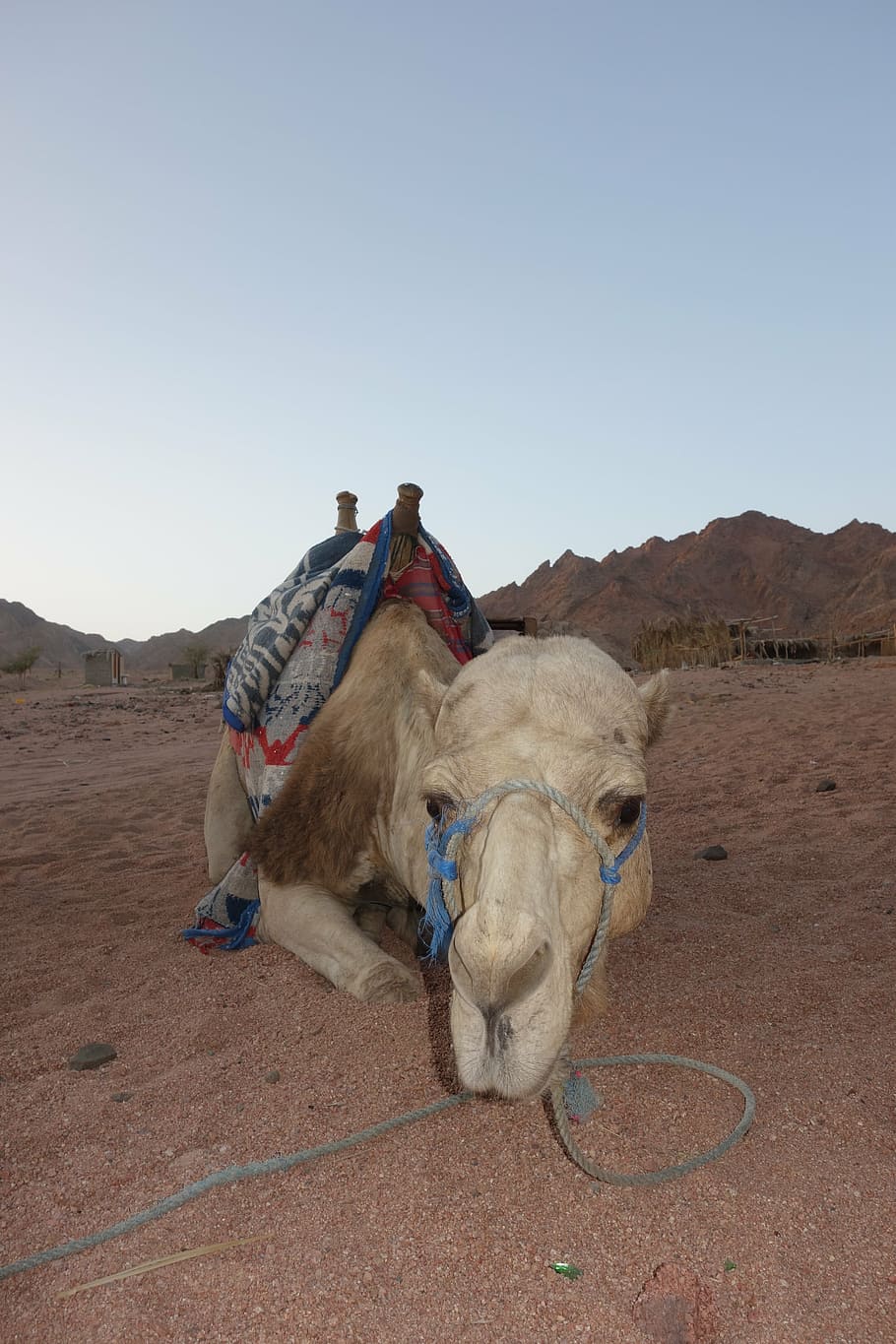 camel, egypt, desert, mammal, domestic animals, animal themes HD wallpaper