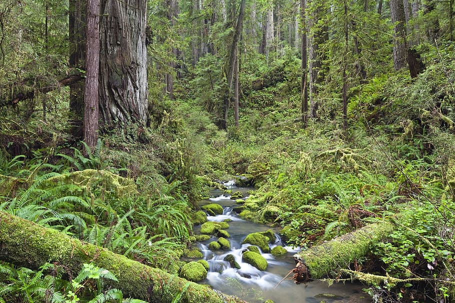 nature 3D illustration, headwaters, forest, landscape, wilderness HD wallpaper