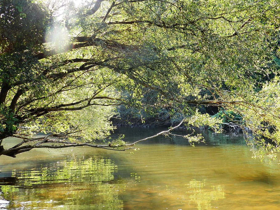 water, brook, nature, reflection, natural water, tree, plant HD wallpaper
