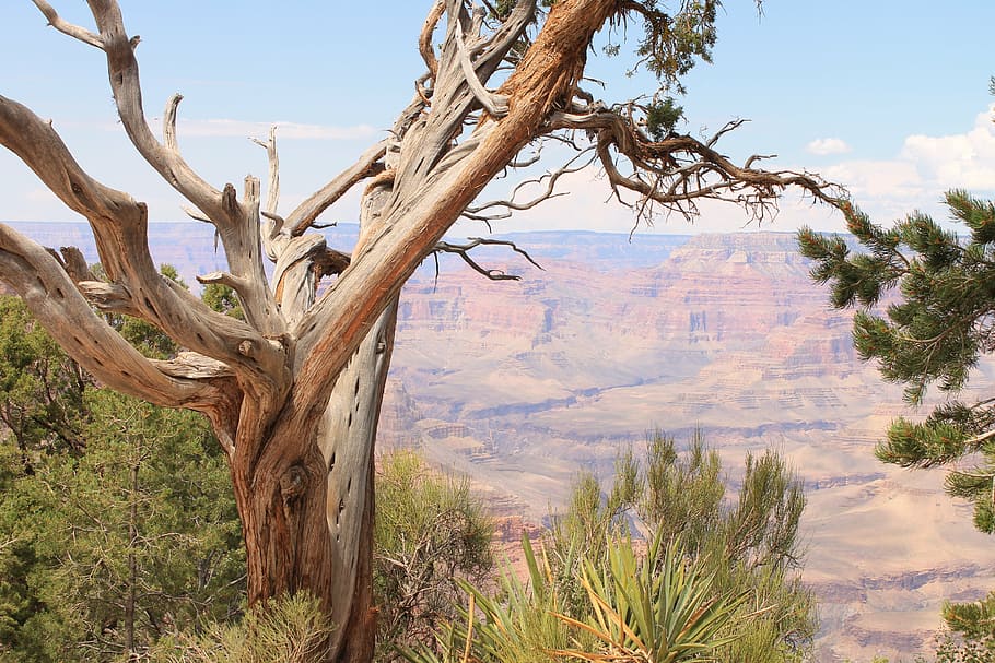 large canyon, tree, desert, plant, scenics - nature, tranquility HD wallpaper