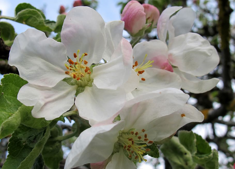 spring, flowers, bloom, blossom, white, apple blossom, flowering plant HD wallpaper