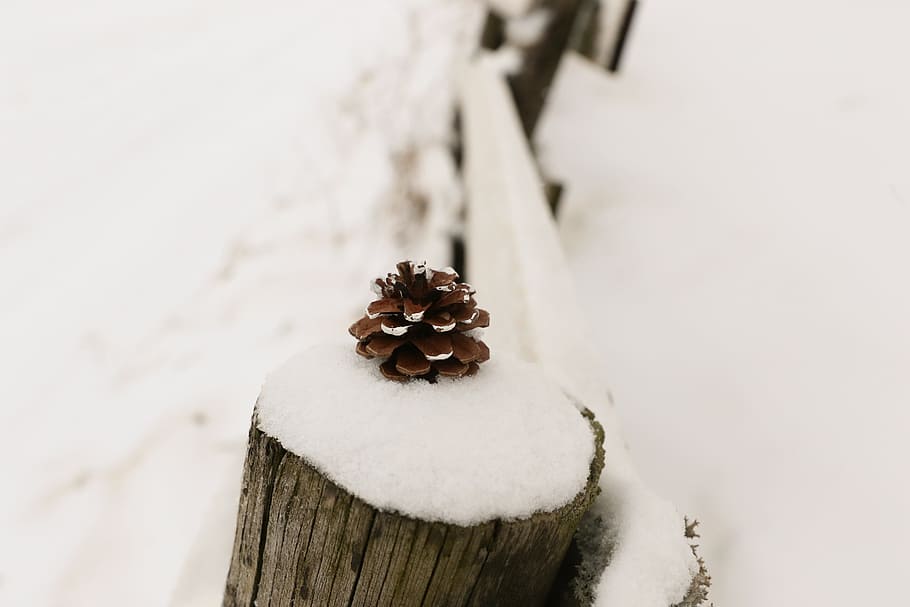 winter, pinecone, nature, snow, grid, cold temperature, close-up HD wallpaper
