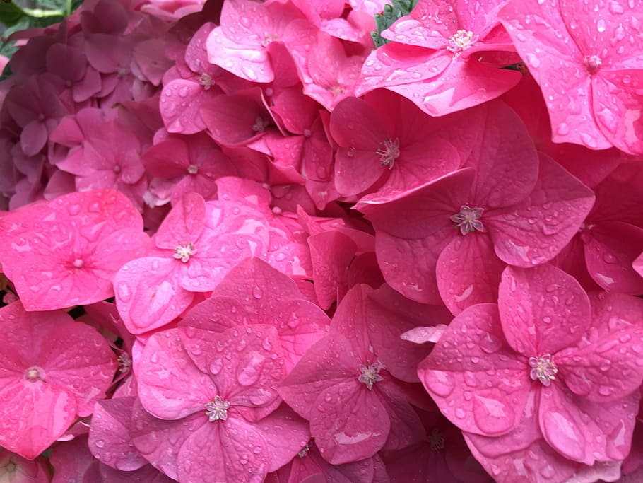 pink flowers, background, beautiful, floral, nature, beauty HD wallpaper