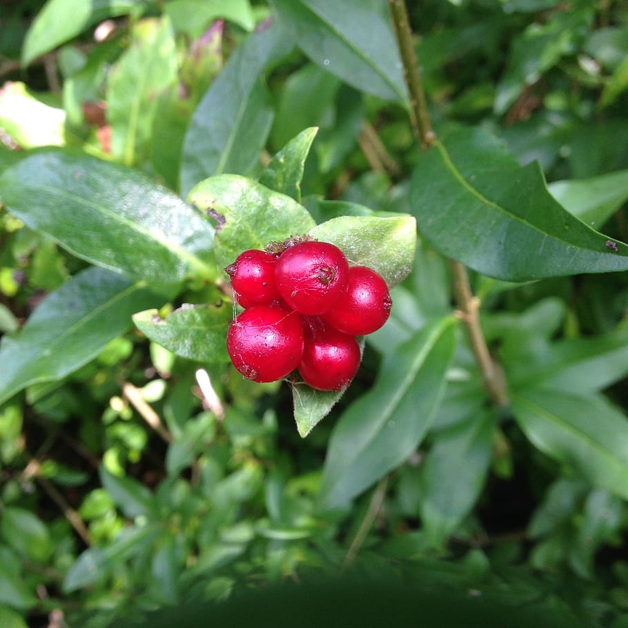 berries, red, berry, sweet, green, autumn, fresh, nature, organic HD wallpaper