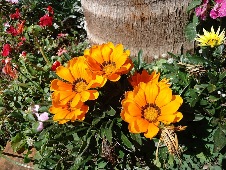 flowers, yellow, garden, flowering plant, vulnerability, freshness HD wallpaper