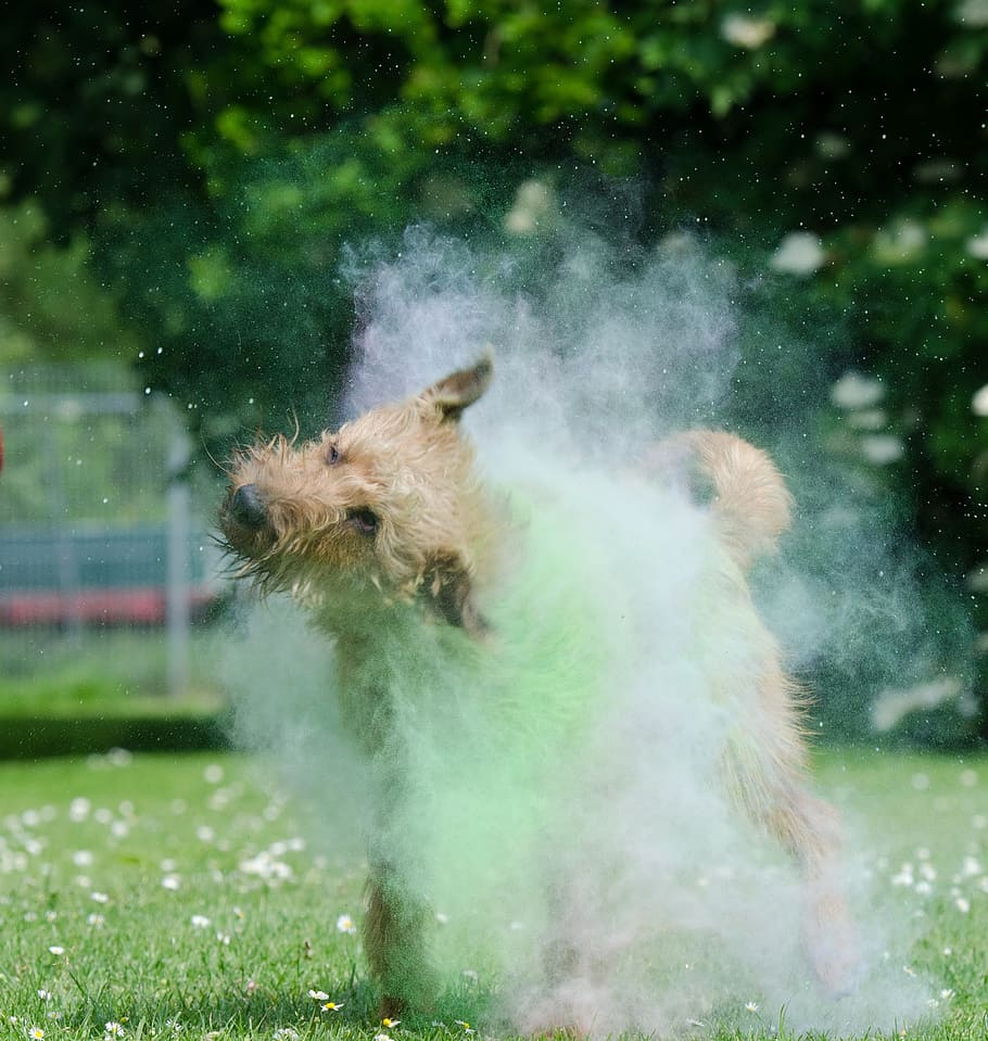 holi colour, colorful, irish terrier, color mist, fog, holipulver, HD wallpaper