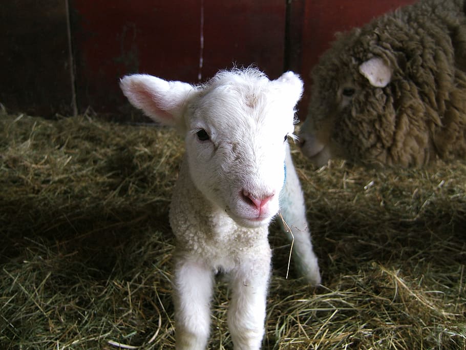 lamb, sheep, farm, spring, livestock, woolly, animal, agriculture HD wallpaper