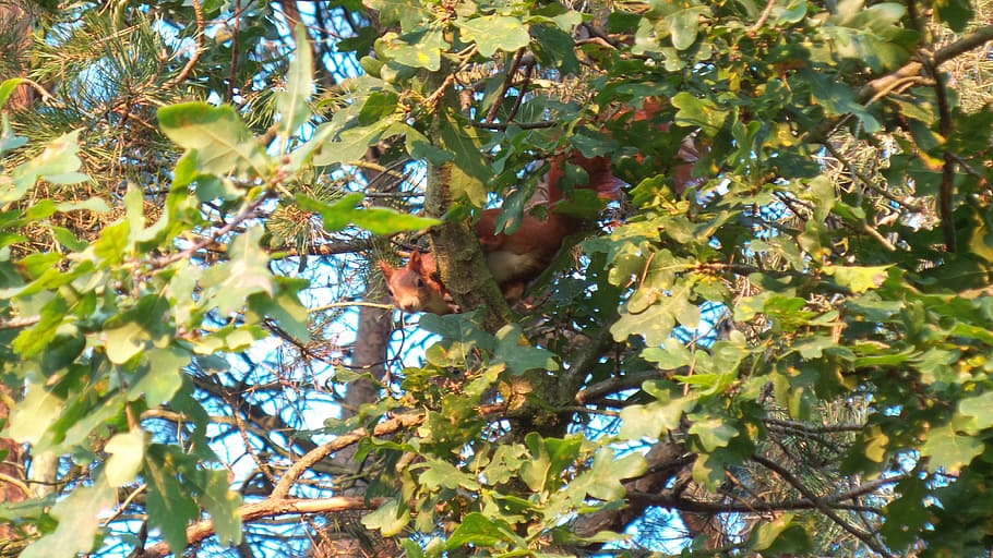 squirrel, tree, climb, nager, cheeky, log, plant, growth, fruit HD wallpaper