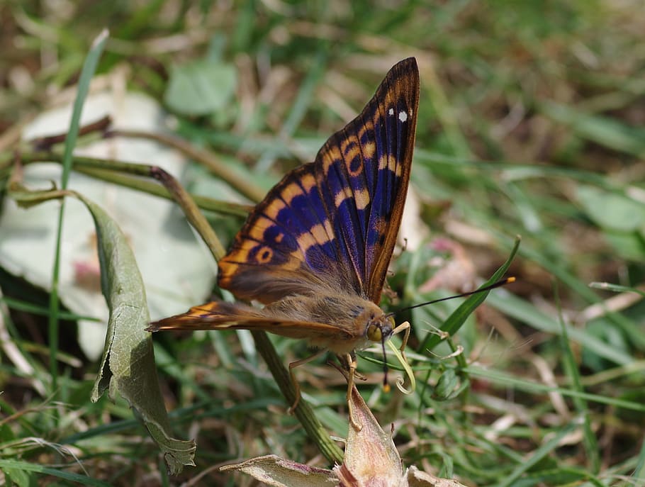 lesser purple emperor butterfly