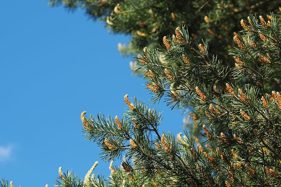 tree, pine, needle, fir, winter, plant, growth, no people, clear sky HD wallpaper