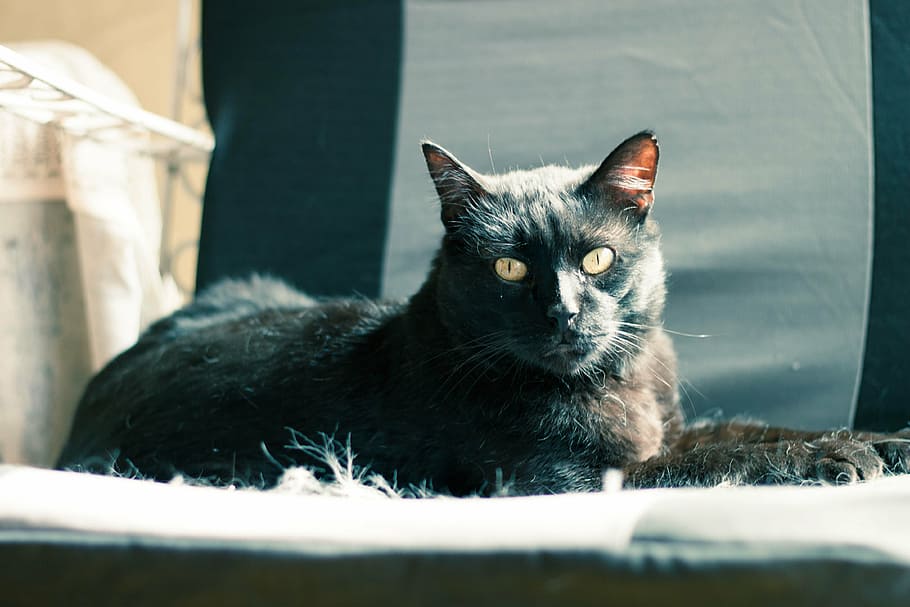 cat, animals, pet, rest, nature, feline, domestic, pets, domestic animals HD wallpaper