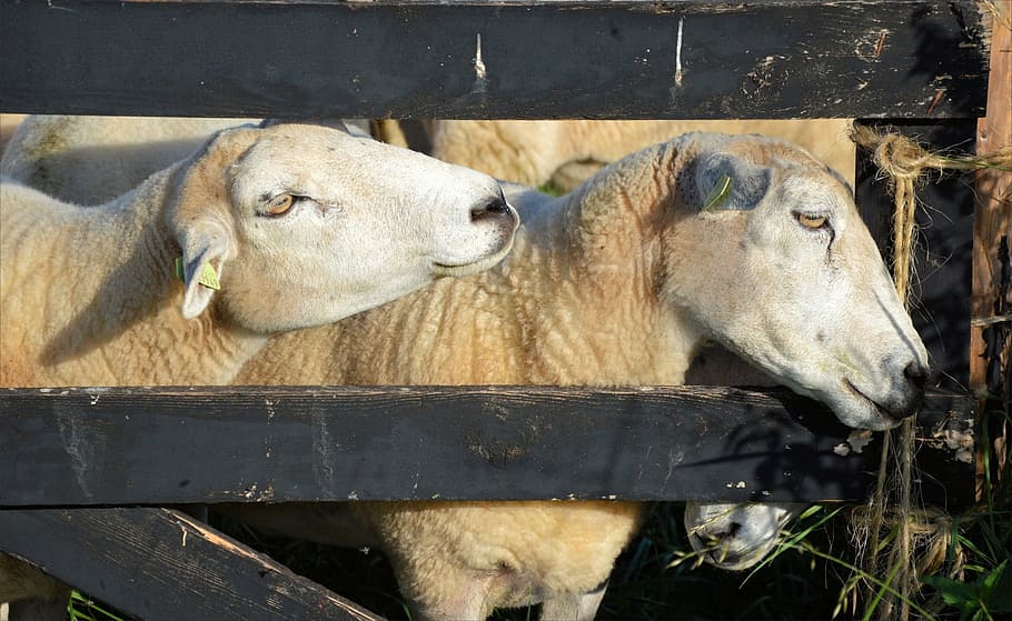 Sheep, White, Animals, Mammals, Furry, cattle, farms, fences HD wallpaper