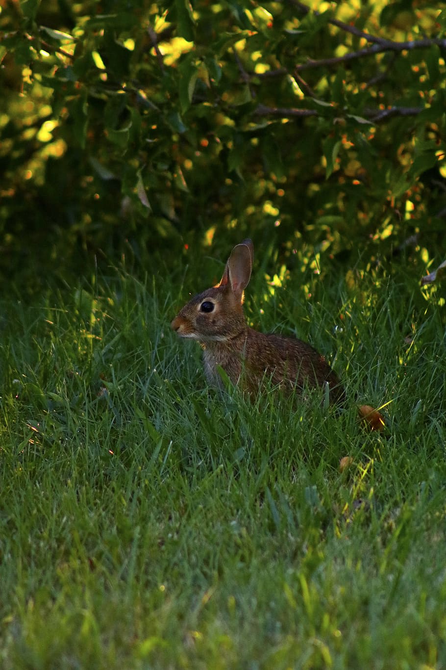 brown squirrel, squirrel on grass under the bush, rabbit, bunny HD wallpaper