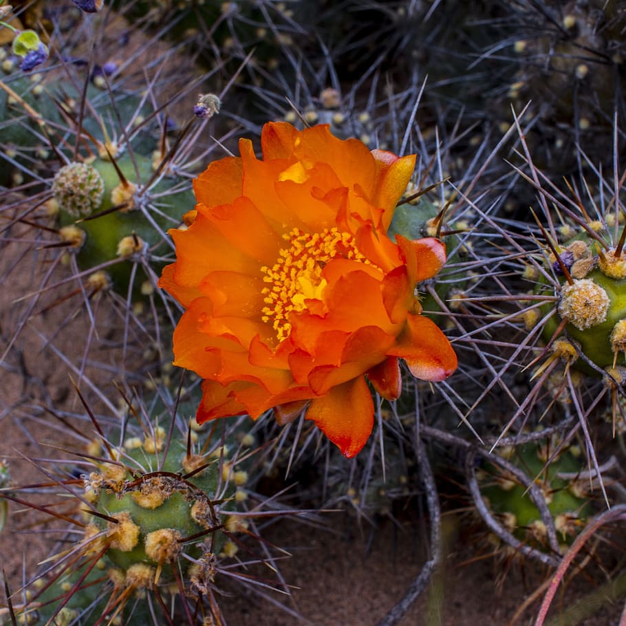 cactus, flower, red, thorns, desert, plant, flowering plant HD wallpaper