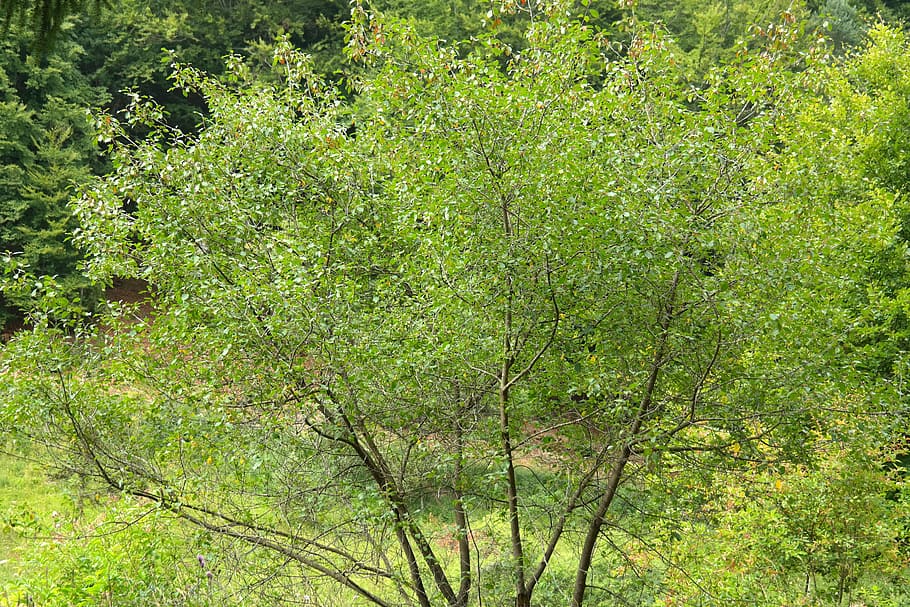 Tree, Leaves, Aesthetic, Branches, rhamnus frangula, frangula alnus HD wallpaper