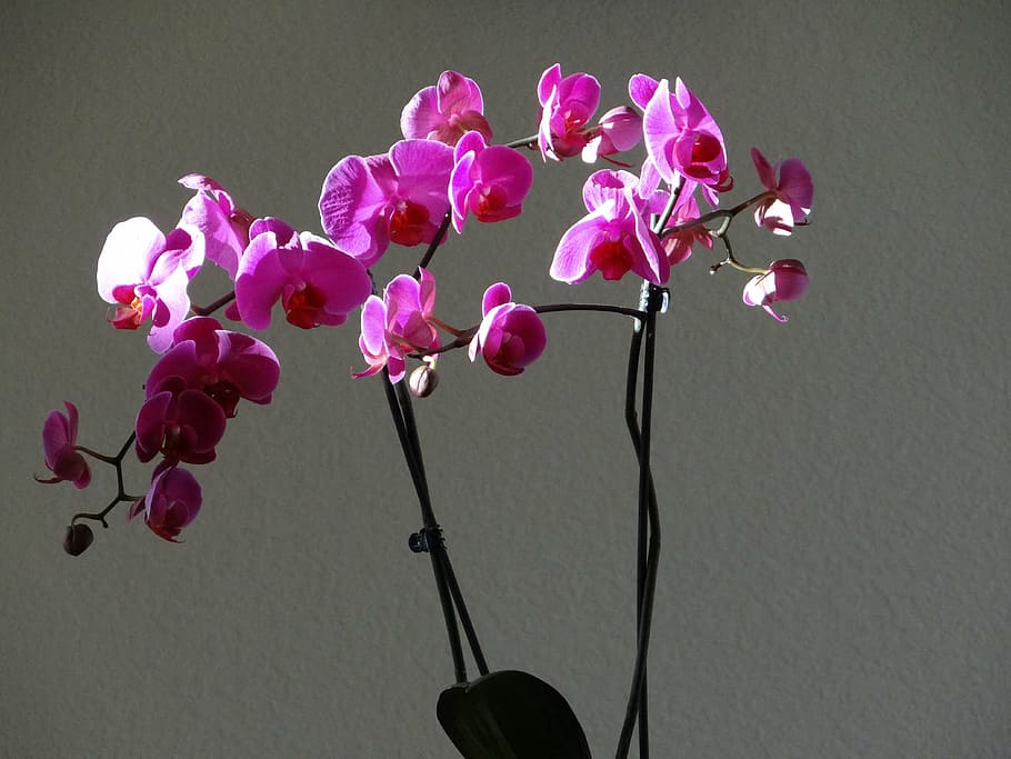 orchids, purple, flowers, flowering plant, pink color, petal HD wallpaper