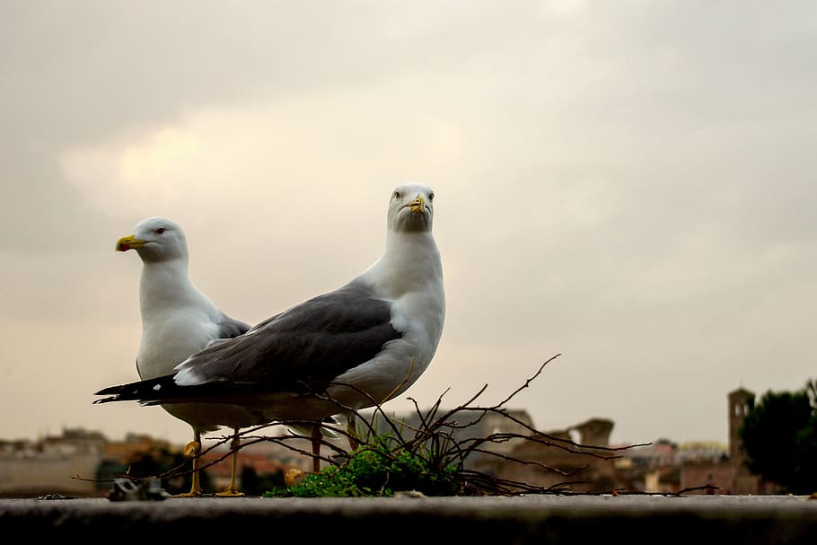 seagull, bird, beak, ali, feather, sky, flight, nature, rome HD wallpaper