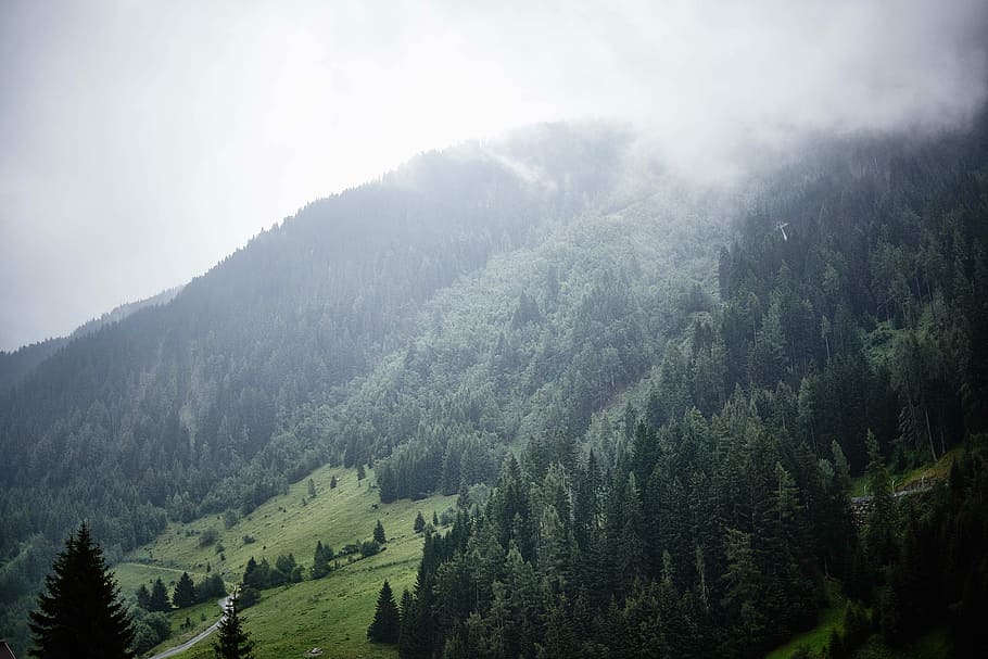fog covered forest, landscape photo of mountain, cloud, nature HD wallpaper