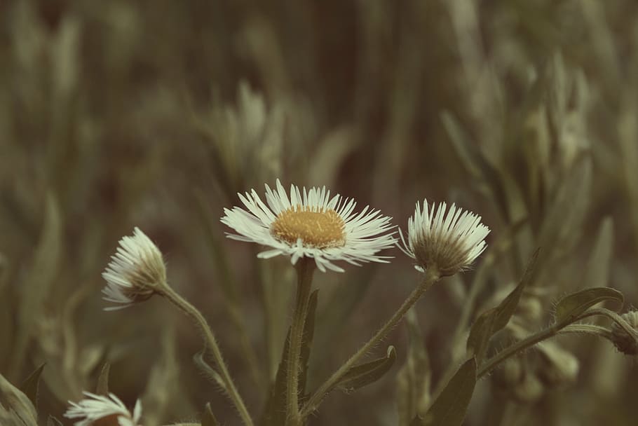 background, grass, freshness, wildflower, nature, spring, summer HD wallpaper