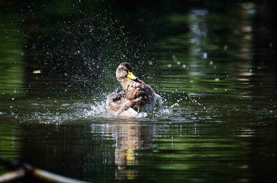 duck, water, inject, pond, bird, nature, city park, lake, waters HD wallpaper