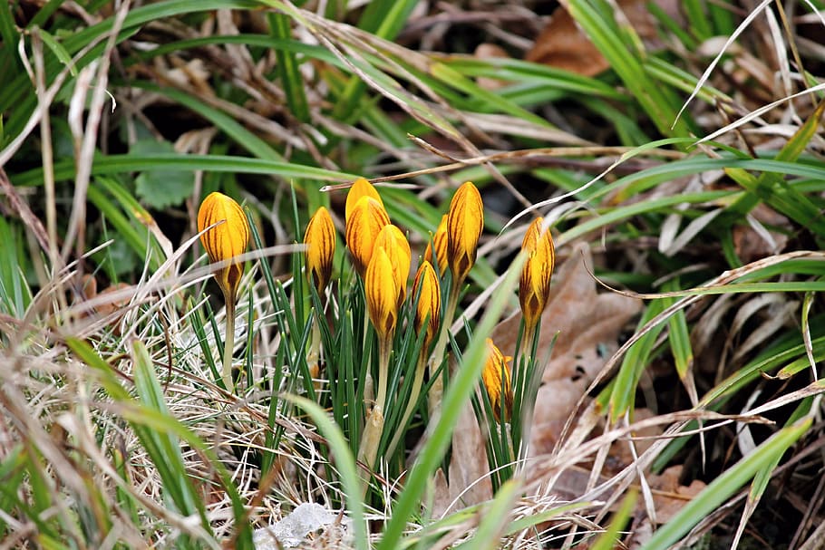 yellow petaled flowers surrounded by green leaves, crocus, bud HD wallpaper