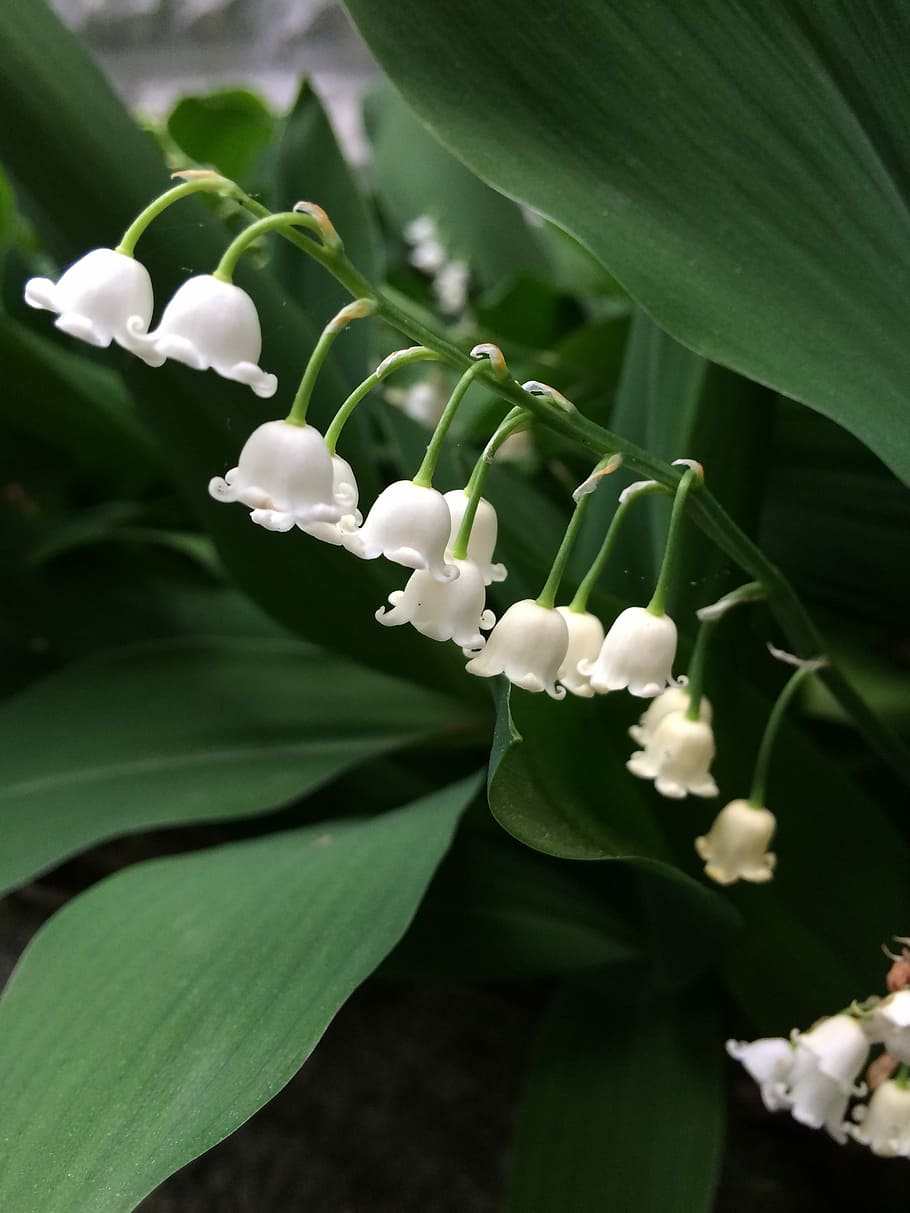 Lily Of The Valley, Flowers, White, Bells, white bells, natural