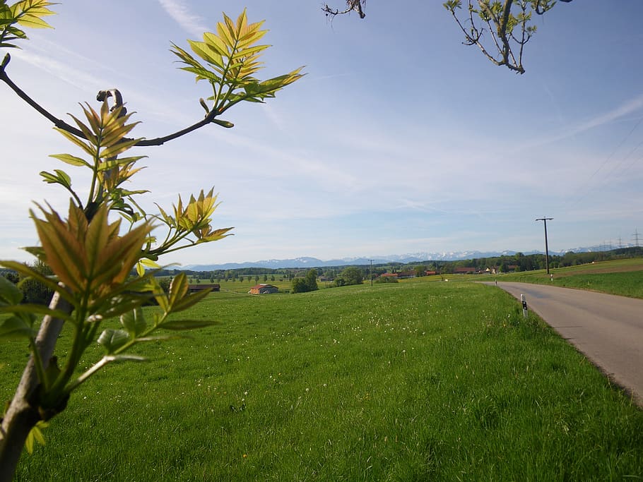 spring awakening, nature, road, plant, sky, grass, growth, green color HD wallpaper