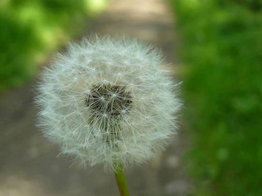 Dandelion, Detail, Macro, Fluff, nature, fluffy, seed, plant HD wallpaper
