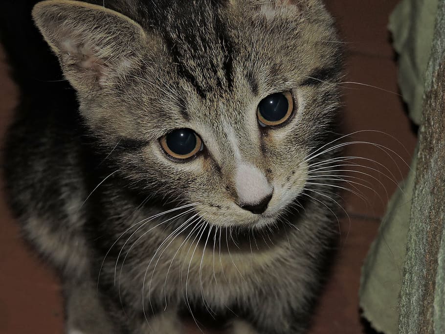 kitten, beautiful, little, mammal, animal themes, one animal HD wallpaper