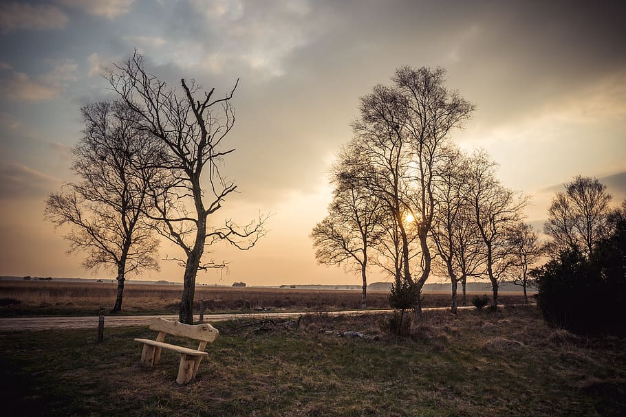 tree, landscape, nature, dawn, outdoors, cloud, panoramic, wood HD wallpaper