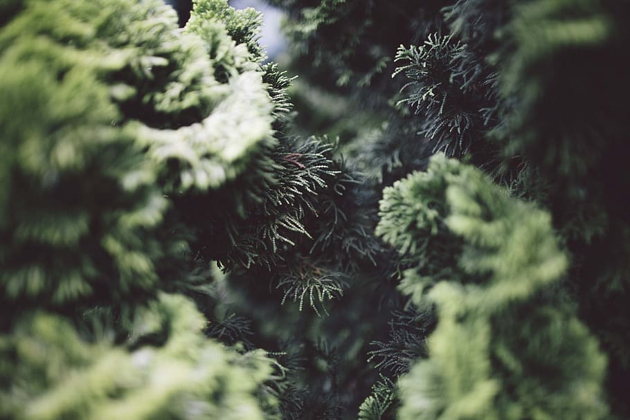 Close-up of the branches of coniferous trees, tilt-shift lens photography of green trees HD wallpaper