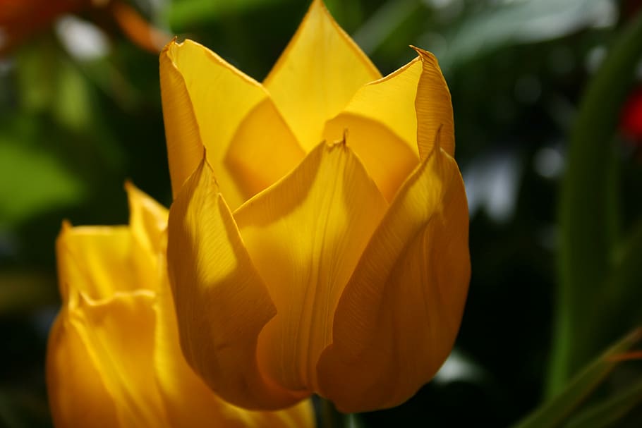 tulip, flower, yellow, shadow, flowering plant, petal, beauty in nature HD wallpaper
