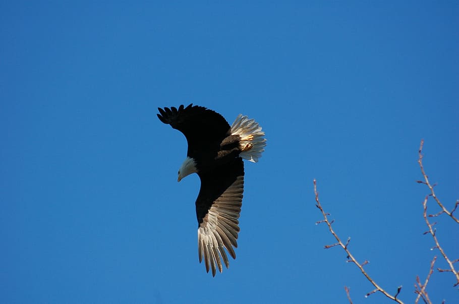 Eagle, Flight, Bird, Majestic, Bald, animal wildlife, one animal HD wallpaper