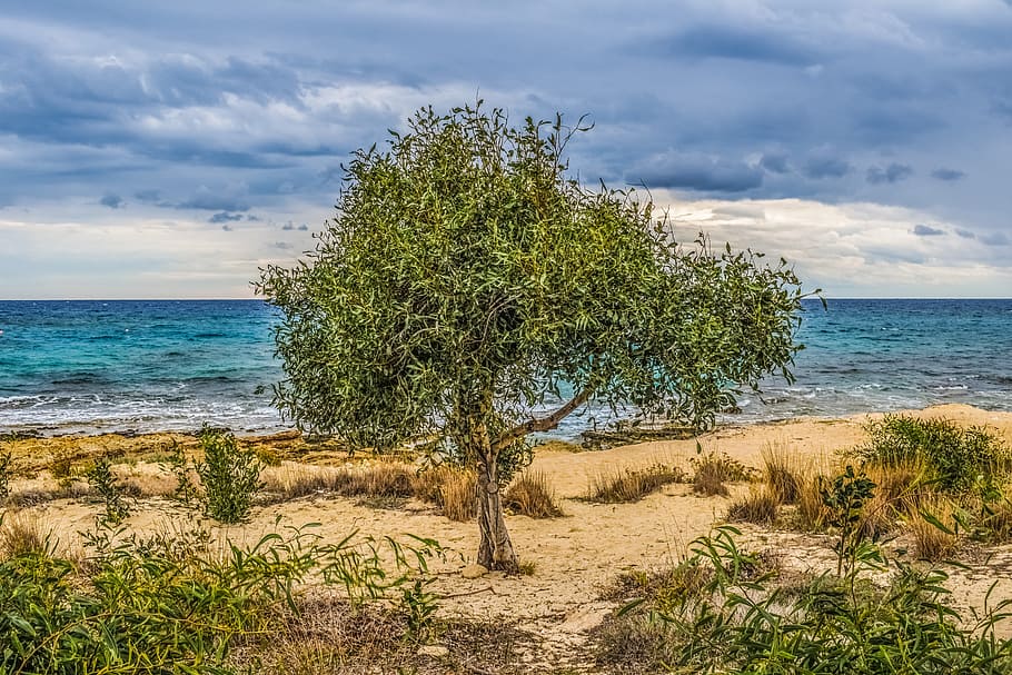 tree, dunes, sea, beach, nature, scenery, horizon, landscape HD wallpaper