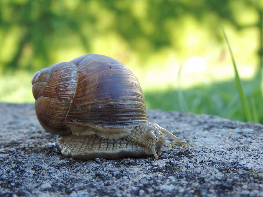 Snail, Animal, Shell, Nature, Reptile, close, snail shell, mollusk HD wallpaper