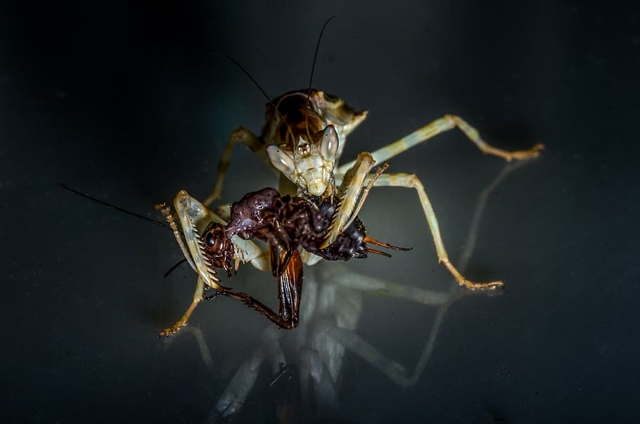 mantis, insect, nature, deadly, animal themes, invertebrate HD wallpaper