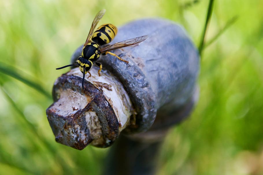 yellow and black beetle on tube, selective focus of yellow jacket perched on water pipe HD wallpaper