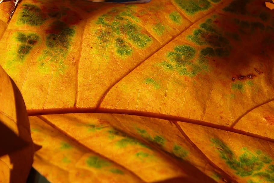leaf, back light, structure, veins, coloring, red, yellow, brown HD wallpaper