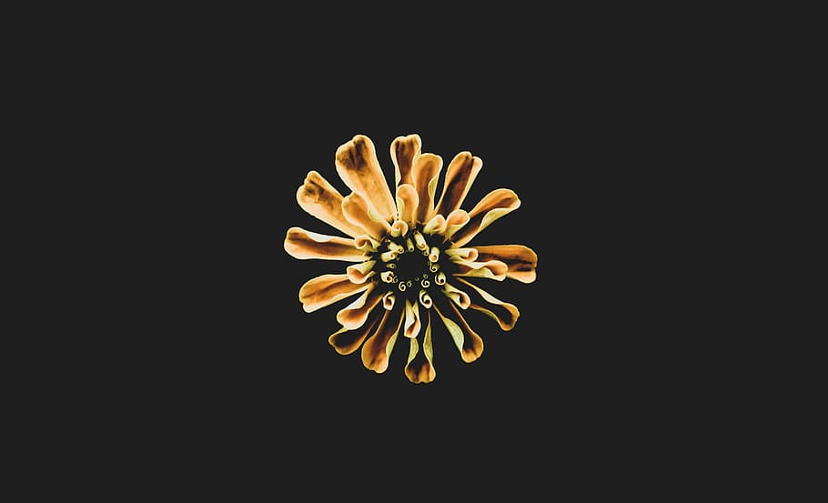 blooming yellow flower, bud, dark, flowering plant, studio shot HD wallpaper