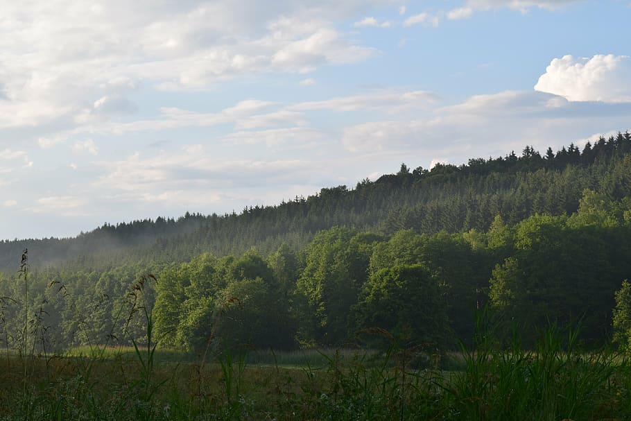 forest, haze, landscape, sky, green, moist, clouds, after the rain HD wallpaper