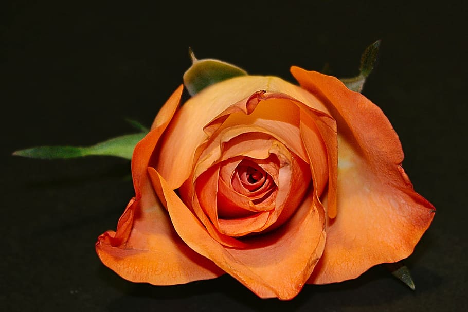 rose, blossom, bloom, orange, rose blooms, flower, flowering plant HD wallpaper