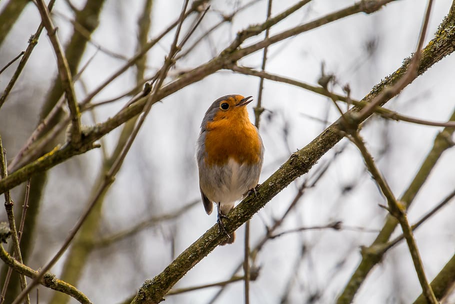 orange and gray bird, robin, rotbrüstchen, small bird, feather