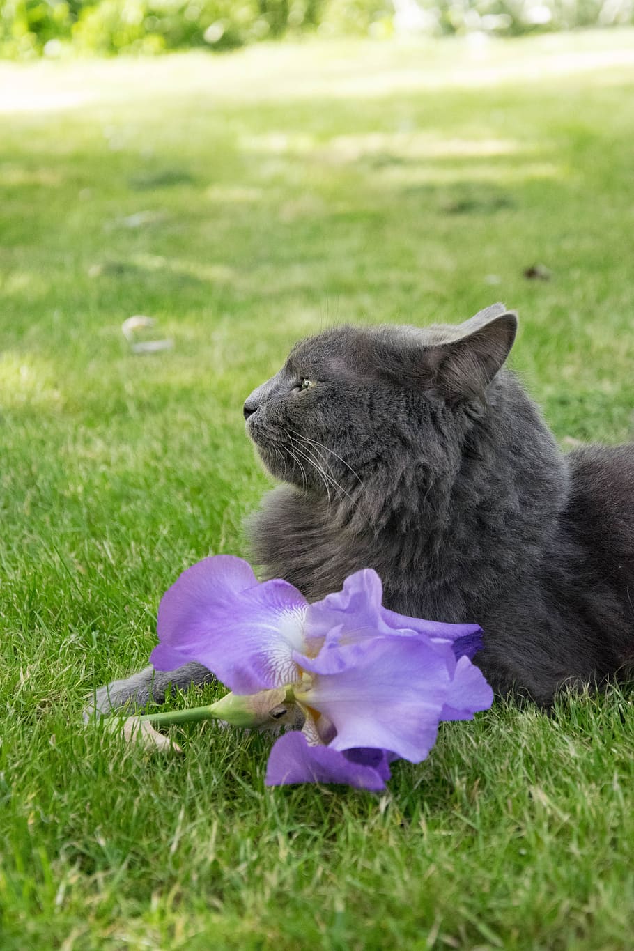 animals, pet, cat, mammal, one animal, plant, animal themes HD wallpaper