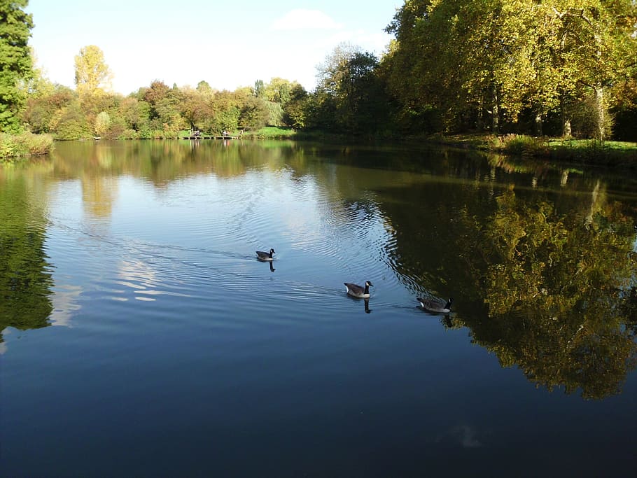nature, more, summer, bird, lake, animals in the wild, animal wildlife HD wallpaper