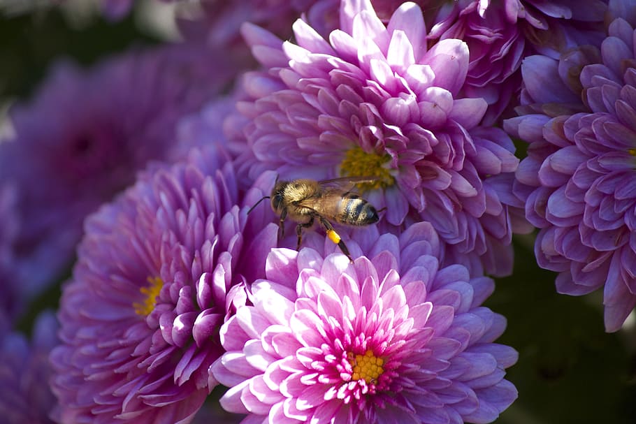 pink, blossom, bloom, bee, insect, pollen, plant, colorful HD wallpaper