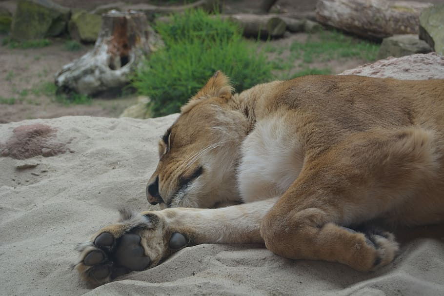 Lioness, Predator, Cat, lion females, lion - Feline, animal HD wallpaper