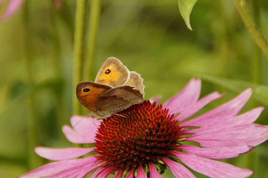 echinacea, sun hat, blossom, bloom, flower, pink, nature, flora HD wallpaper