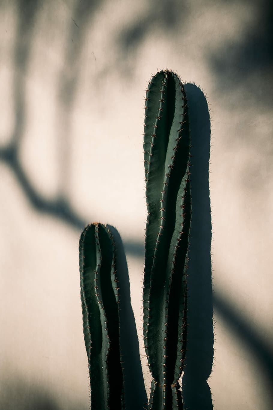 Cactus, view of green cactus near wall, plant, sunlight, shadow HD wallpaper