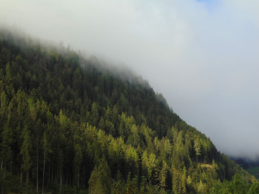 trees on slope under cloudy sky, woodland, forest, hill, mountain HD wallpaper