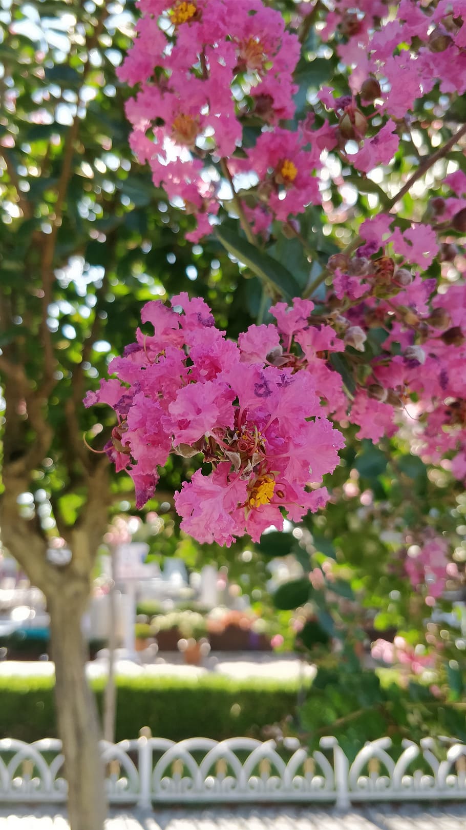 flowers, tree, beauty, flowering plant, freshness, fragility HD wallpaper